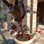 Liliana, Exclusive Monte Rinaldo