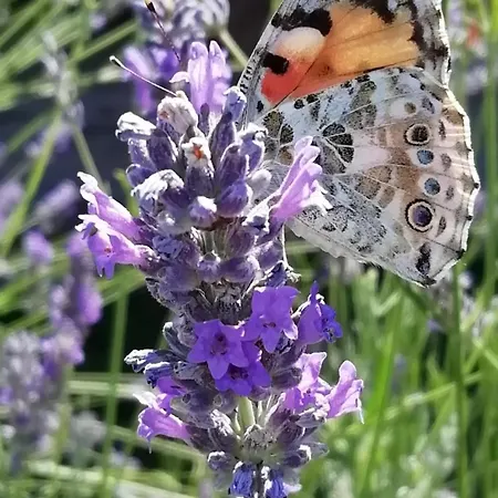 Liliana, Exclusive *