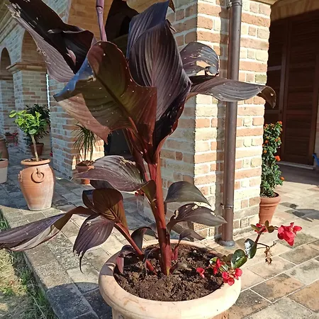 Liliana, Exclusive Monte Rinaldo