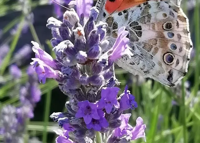 Liliana, Exclusive *