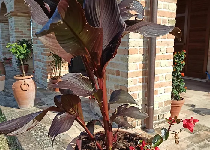 Liliana, Exclusive Monte Rinaldo